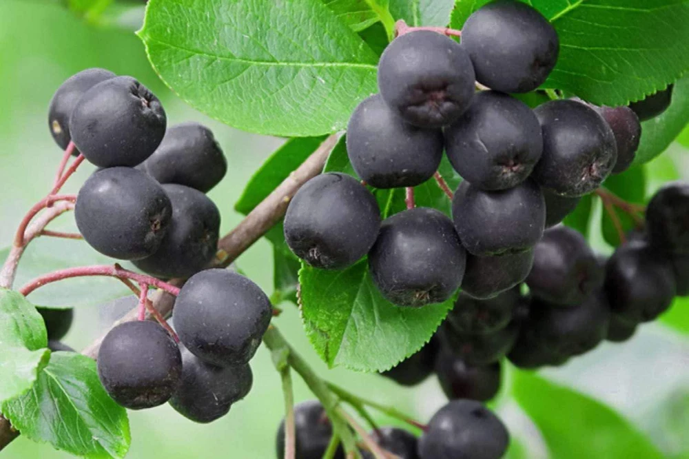 Black Chokeberry Shrub - Aronia melanocarpa Live Plant - 12-24in Bare Root - Image 1