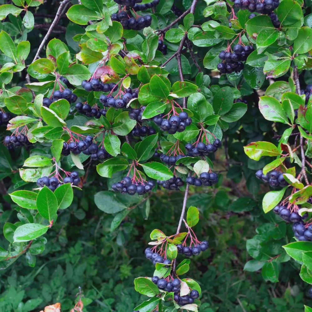 Black Chokeberry Shrub - Aronia melanocarpa Live Plant - 12-24in Bare Root - Image 2