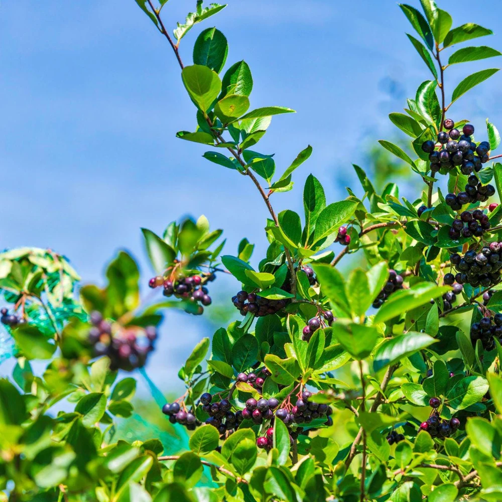 Black Chokeberry Shrub - Aronia melanocarpa Live Plant - 12-24in Bare Root - Image 3