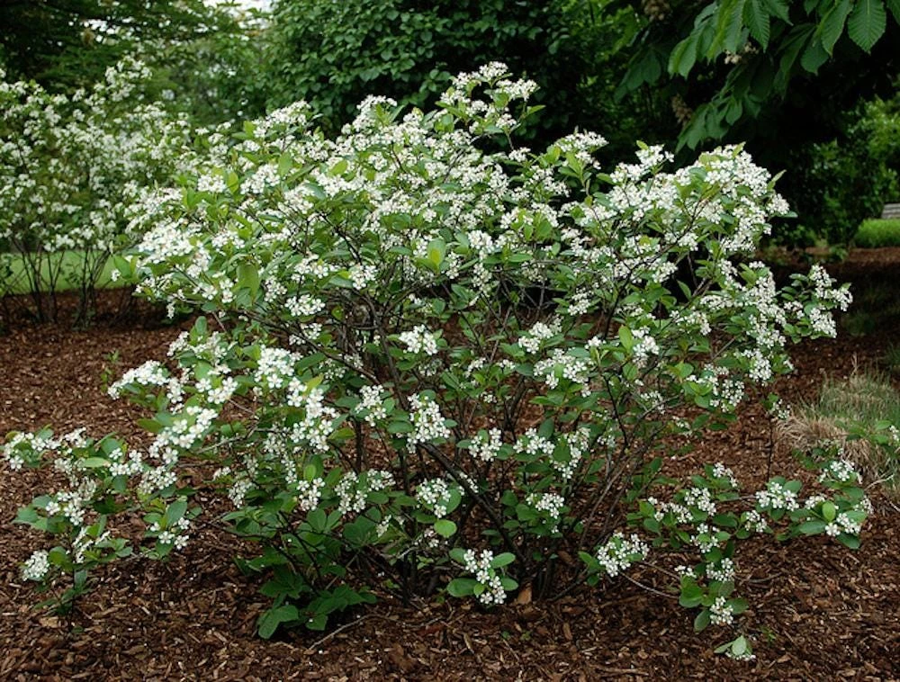 Black Chokeberry Shrub - Aronia melanocarpa Live Plant - 12-24in Bare Root - Image 4