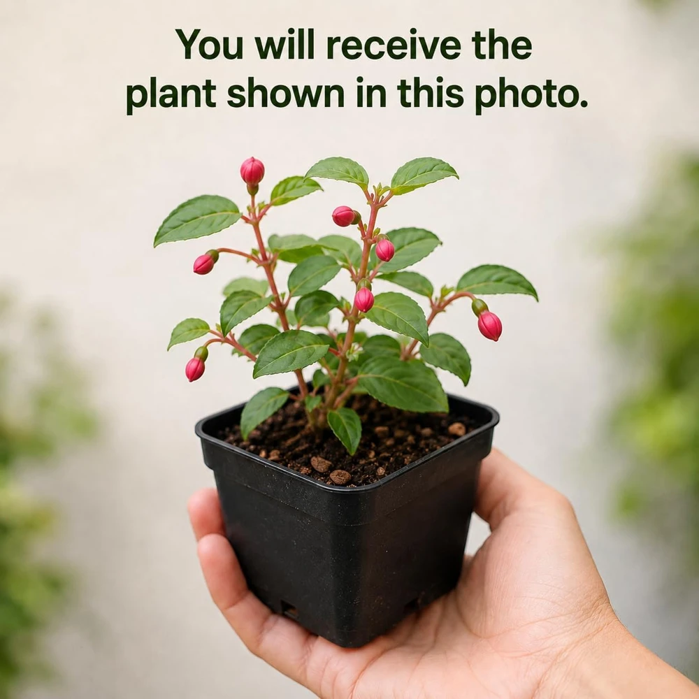 Black Fuchsia Live Plant – 4-6 inch Tall – 5 Inch Pot – Unique Black Flowers - Image 2