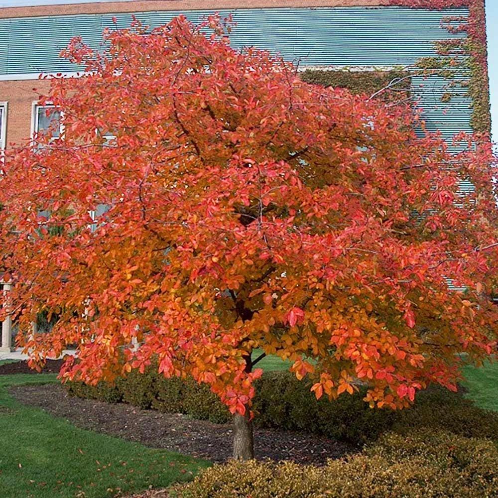 Black Gum Tree Live Plant - 3 Nyssa sylvatica Starter Plants 12-24" Tall - Image 1