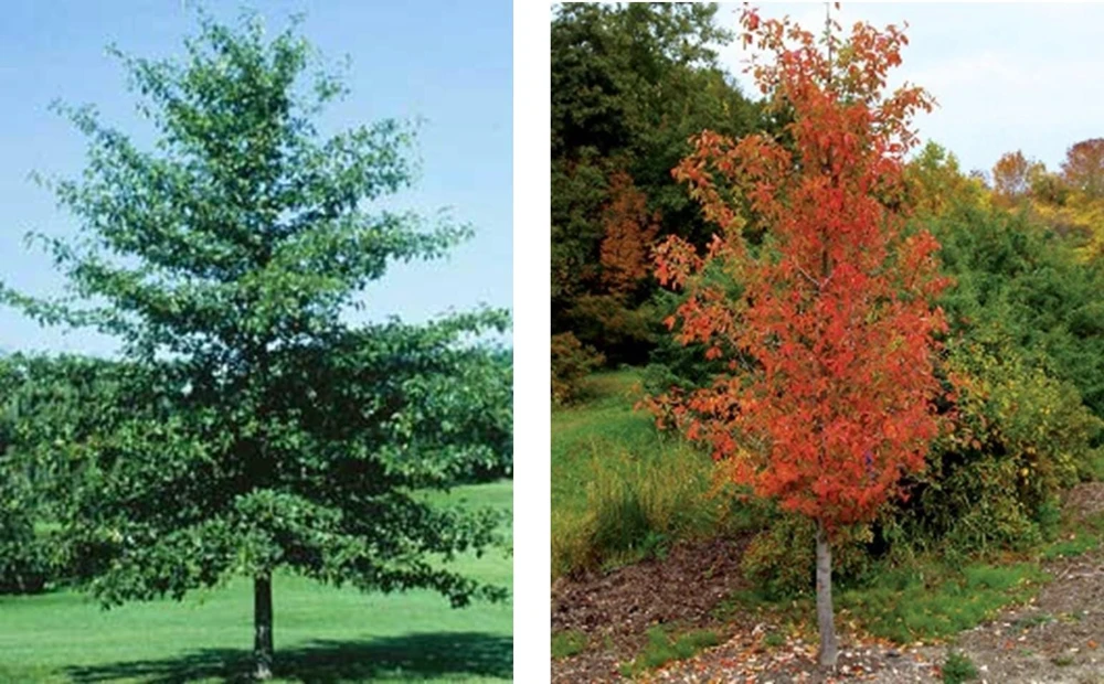 Black Gum Tree Live Plant – Nyssa sylvatica – 12-24" Tall – Quart Pot Starter - Image 6