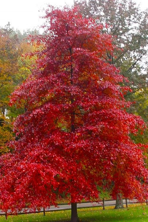 Black Gum Tree Live Plant – Nyssa sylvatica – 12-24" Tall – Quart Pot Starter - Image 8