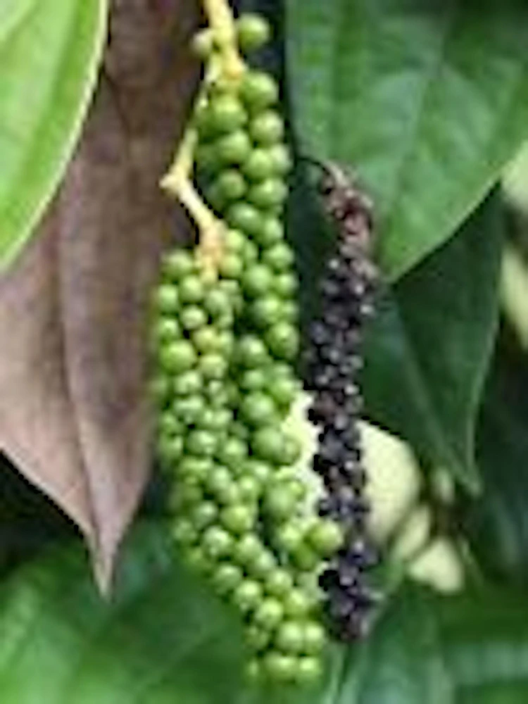 Black Pepper Live Plant - Piper Nigrum Starter Plant - Edible Perennial - Image 1