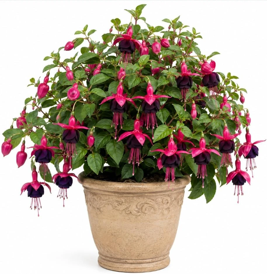 Black-Pink Fuchsia Plant – Live Flower Fuchsia – 4-6 inch Tall – 5 Inch Pot - Image 1