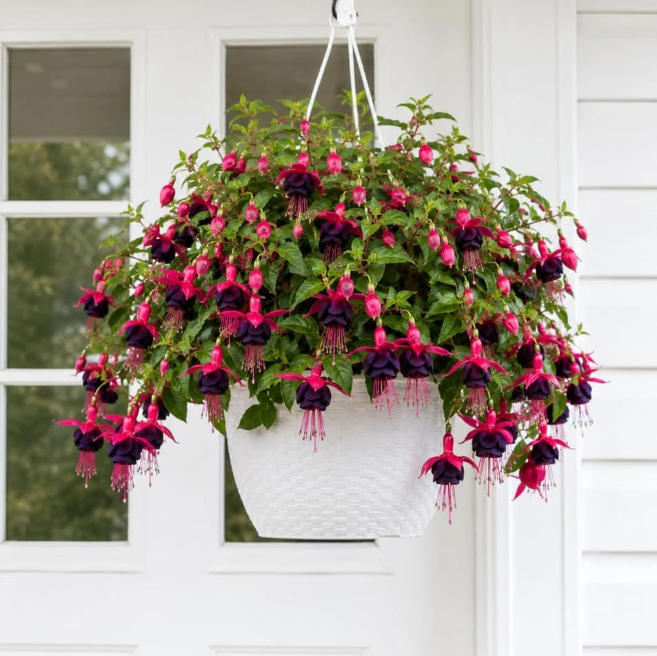 Black-Pink Fuchsia Plant – Live Plant – 4-6 inch Tall – 5 Inch Pot - Image 1
