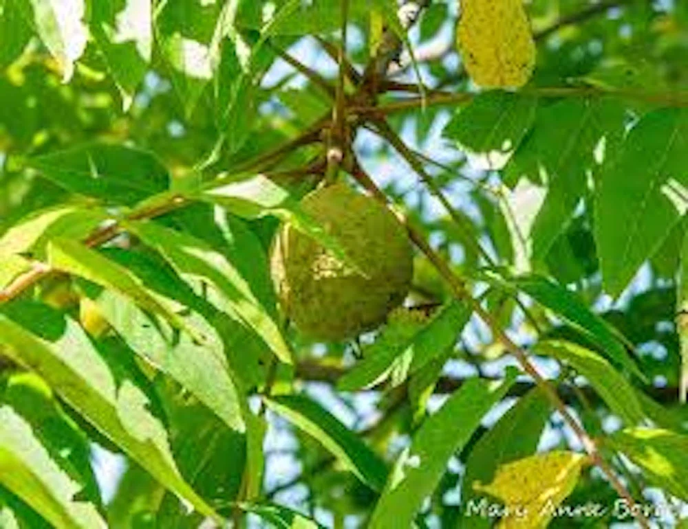 Black Walnut Tree Live Plant - Juglans nigra - 12-24in Tall Bare Root - Image 1