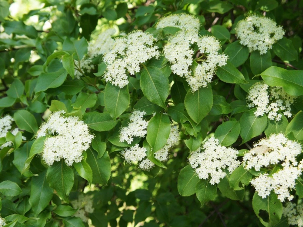 Blackhaw Shrub Viburnum prunifolium Bare Root Starter Plant 12-24in - Image 1