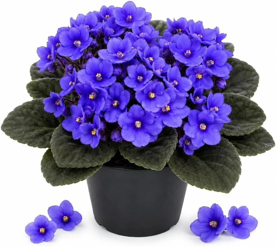 Blue African Violet Live Plant - 3-5 Inches Tall, 4 Inch Pot, Indoor - Image 1