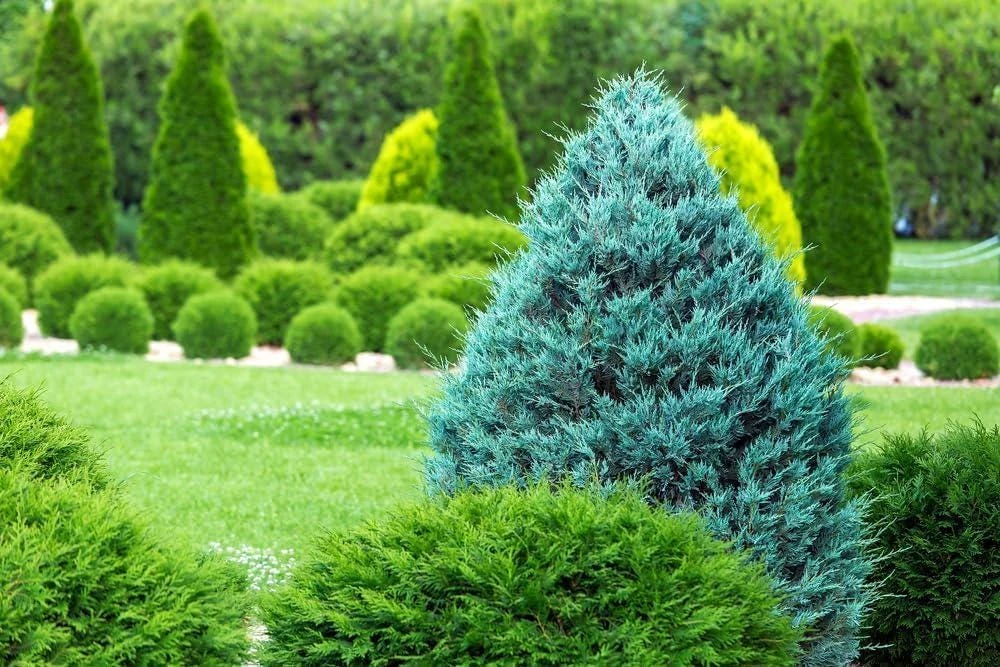 Blue Cone Arborvitae Live Plant - Starter Plug - Evergreen Bush - Image 1