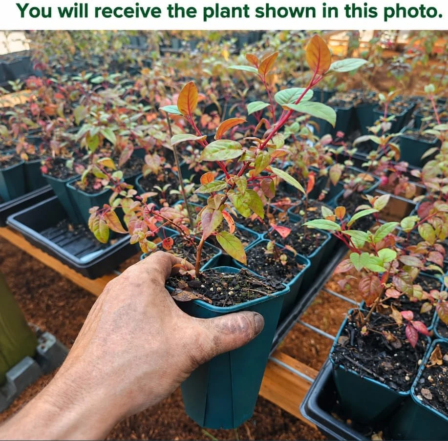 Blue Eyed Fuchsia Live Plant - Pink & Blue Flowers, 4-6 inch Tall, 5 Inch Pot - Image 2