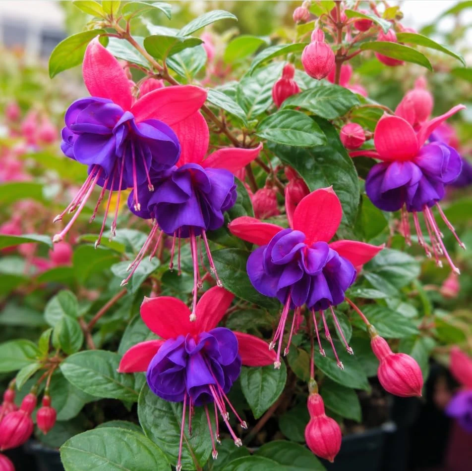 Blue Eyed Fuchsia Live Plant - Pink & Blue Flowers, 4-6 inch Tall, 5 Inch Pot - Image 3