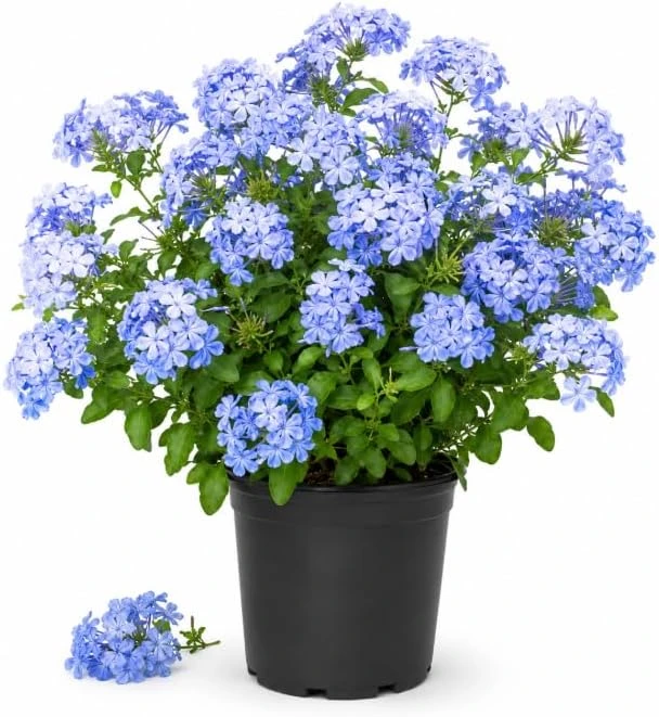 Blue Plumbago Live Plant - 2 Per Pot, 3-5 Inch Tall, Flowering Shrub - Image 1