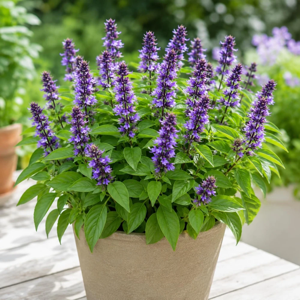Blue Spice Basil Live Plant – Fragrant Herb for Indoor & Outdoor Gardens, 2-4 Inch Tall - Image 1