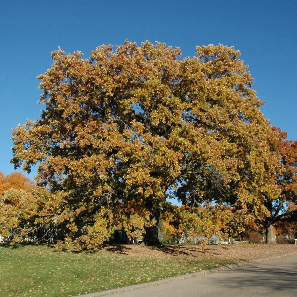 Bur Oak Tree Live Plant - Quercus macrocarpa 12-24" Tall Quart Pot Outdoor - Image 1