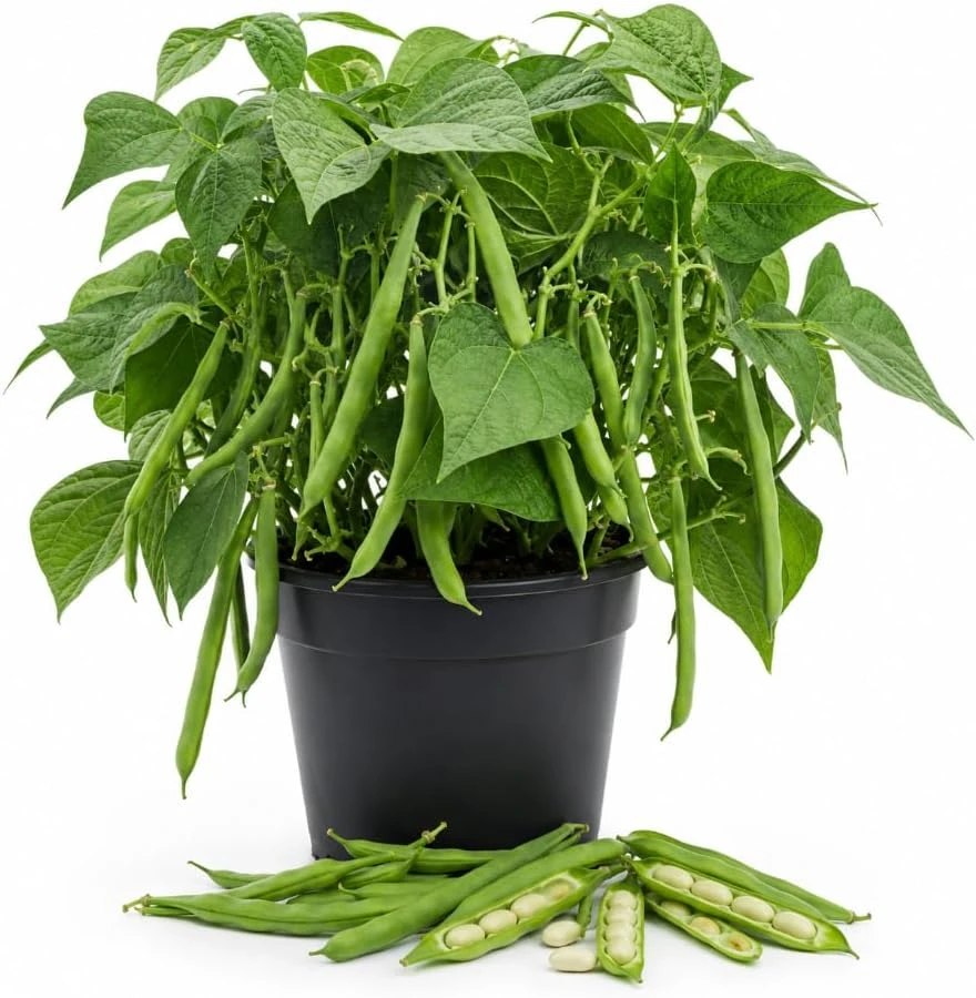 Bush Bean Live Plants - 2 Green Bean Plants in 4 Inch Nursery Pot, 3-6 Inches Tall - Image 1