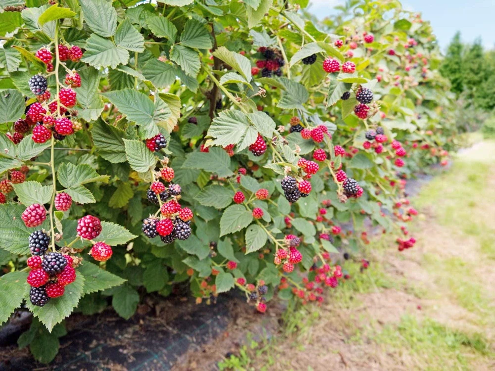 Caddo Blackberry Live Plant - Rubus 'Caddo' - Thornless Fruit Starter Plug - Image 1