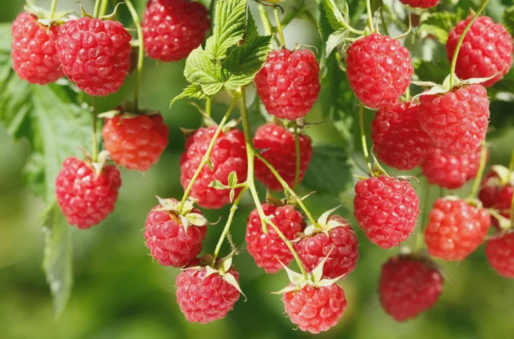Canby Thornless Red Raspberry Starter Plug - Rubus idaeus - Bare Root - USDA Zones 3-8 - Image 1