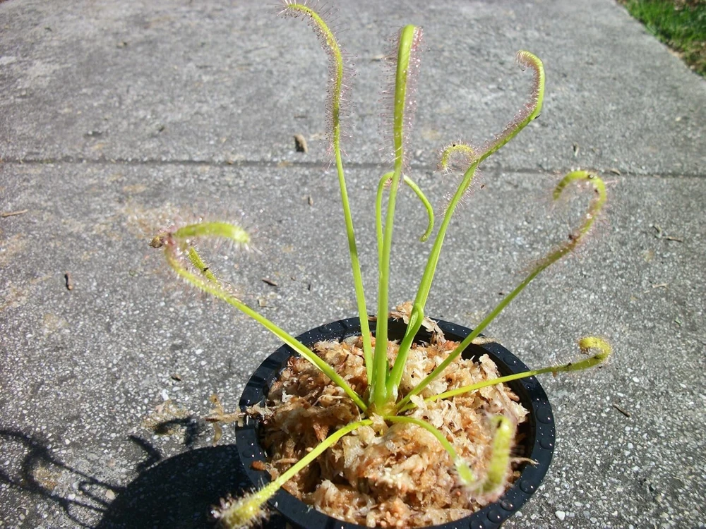 Cape Sundew Live Plant – Drosera Capensis – 3 inch Pot – Indoor & Outdoor Carnivorous Plant - Image 2