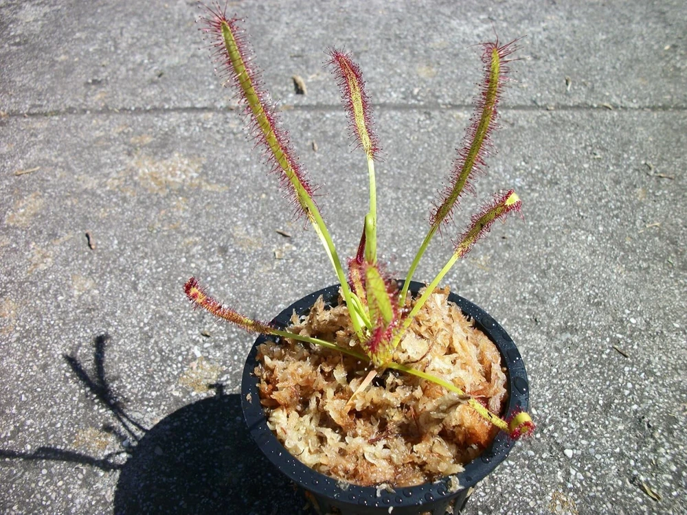 Cape Sundew Live Plant – Drosera Capensis – 3 inch Pot – Indoor & Outdoor Carnivorous Plant - Image 1