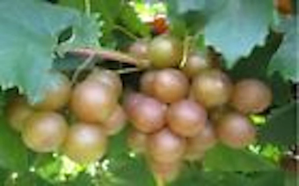 Carlos Muscadine Grape Plant - Sweet Edible Vine, Vitis Rotundifolia Perennial - Image 1