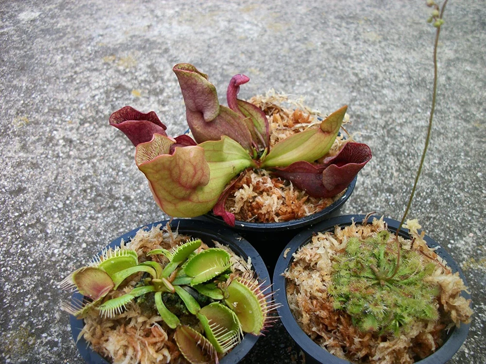 Carnivorous Plant Set - Live Venus Flytrap, Pitcher Plant, Sundew - 3 Pack - Image 1
