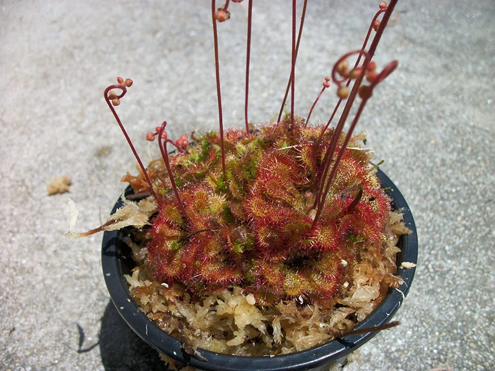 Carnivorous Spoon Leaf Sundew Plant - Drosera Spathulata Live Plant, 3 inch Pot, Indoor & Outdoor - Image 1