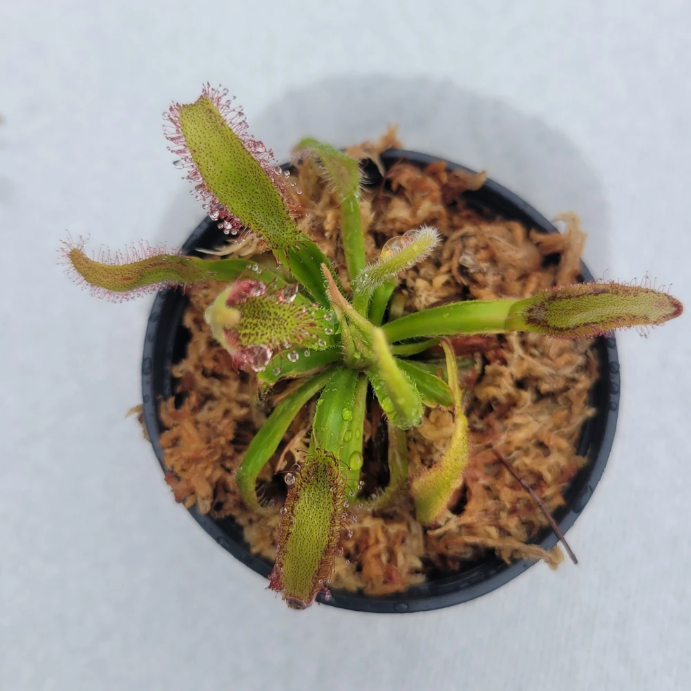Carnivorous Sundew (Drosera Hercules) Live Plant - 3 inch Pot - Indoor/Outdoor - Image 1