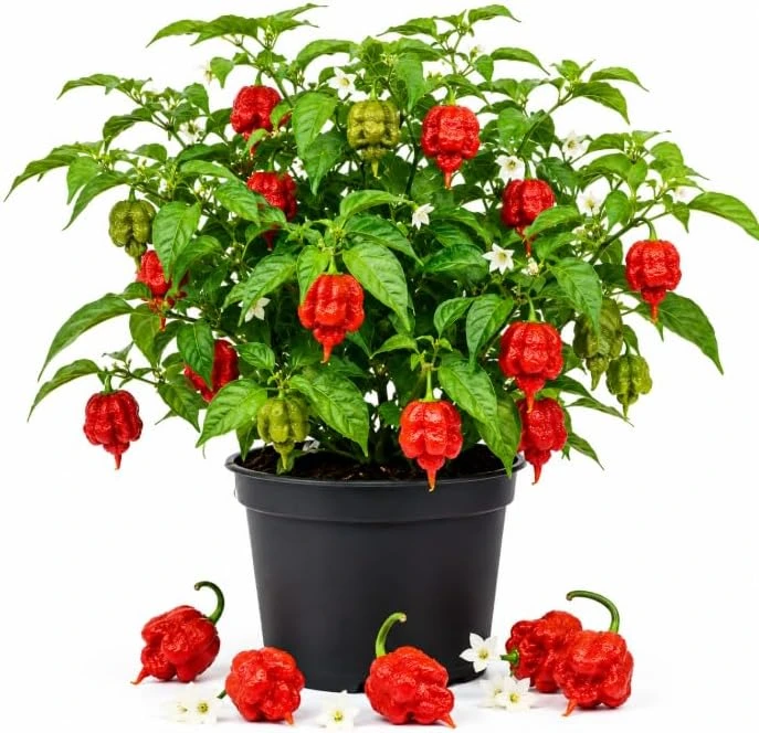 Carolina Reaper Pepper Live Plant 3-6 Inches Tall - Hot Chili Starter Outdoor - Image 1