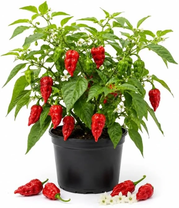 Carolina Reaper Pepper Plant Live – 3-6 Inch Chili Seedling for Garden & Container - Image 1