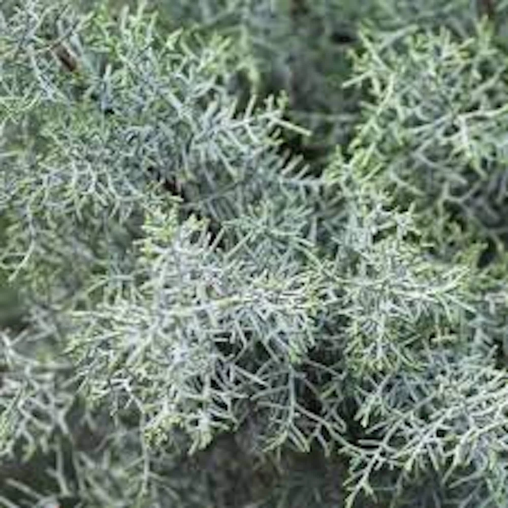 Carolina Sapphire Cypress Live Plant - 5 Bare Root Starter Plants, 4-6" Tall, Blue Evergreen - Image 2