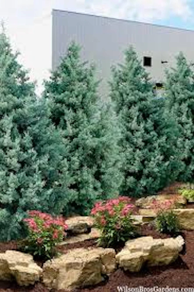 Carolina Sapphire Cypress Live Plant - 5 Bare Root Starter Plants, 4-6" Tall, Blue Evergreen - Image 3