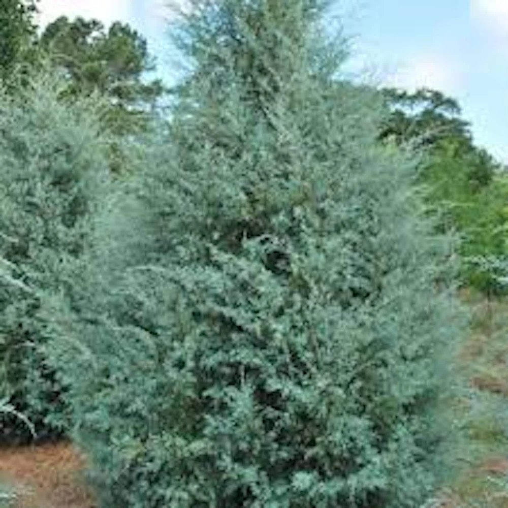 Carolina Sapphire Cypress Live Plant - 5 Bare Root Starter Plants, 4-6" Tall, Blue Evergreen - Image 1
