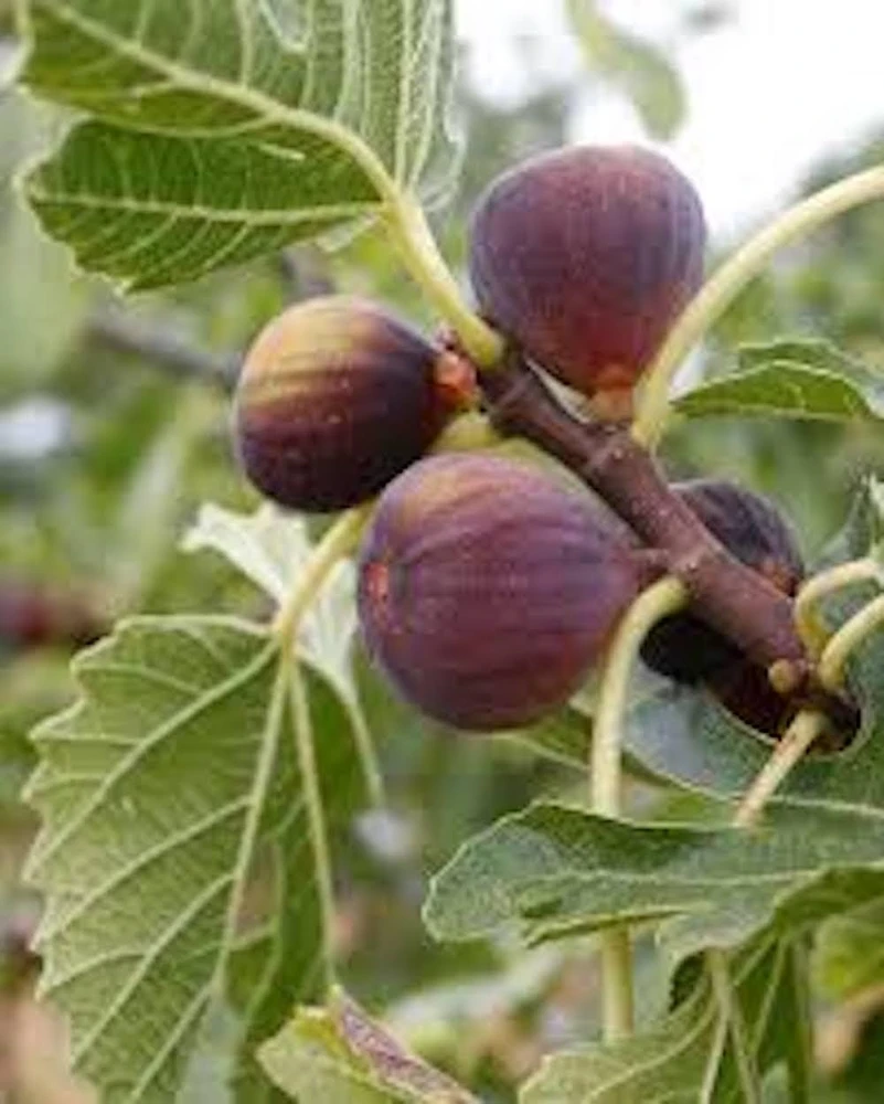 Celeste Fig Tree Starter Plant – Cold Hardy Honey/Sugar Fig – Live Plant - Image 1