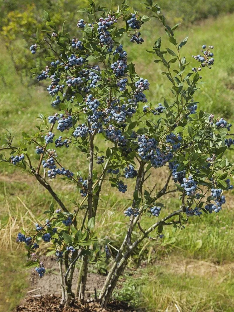 Chandler Blueberry Starter Plug - Vaccinium corymbosum - Live Plant - Image 2