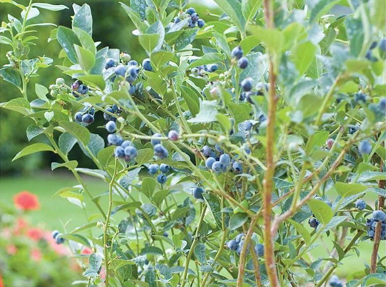 Chandler Blueberry Starter Plug - Vaccinium corymbosum - Live Plant - Image 7