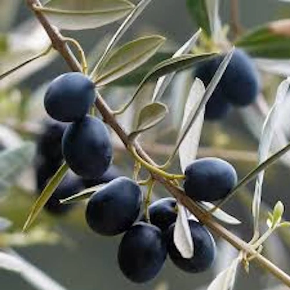 Chemlali Olive Tree Starter Plug - Olea europaea 'Chemlali' Live Plant - Image 2