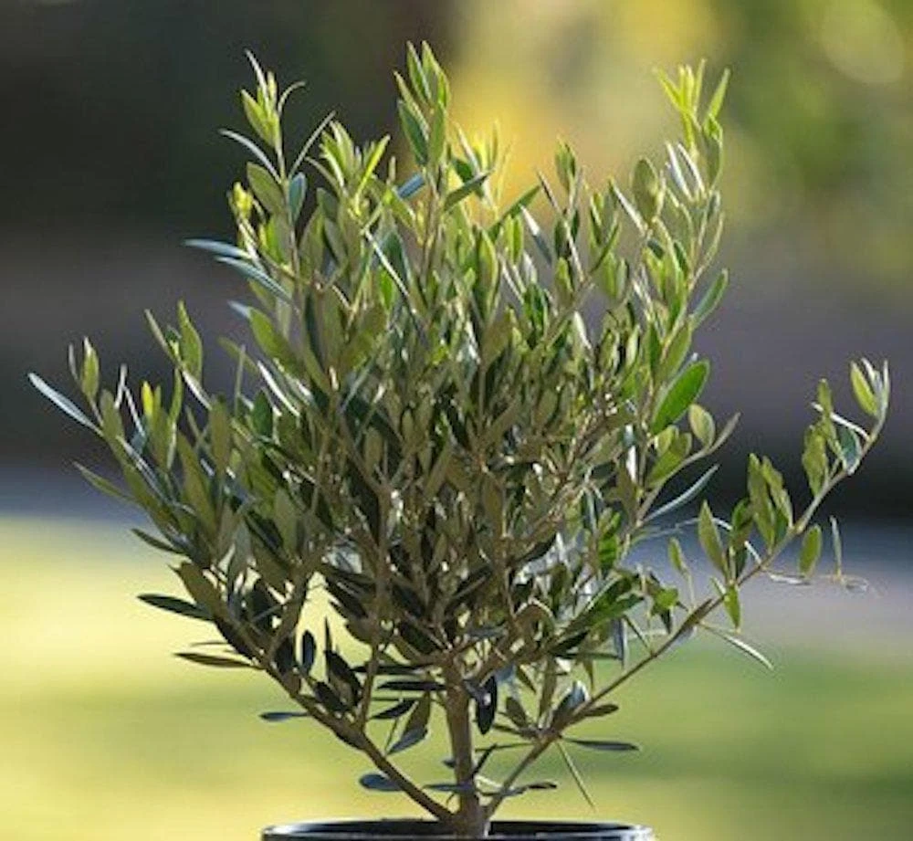 Chemlali Olive Tree Starter Plug - Olea europaea 'Chemlali' Live Plant - Image 3