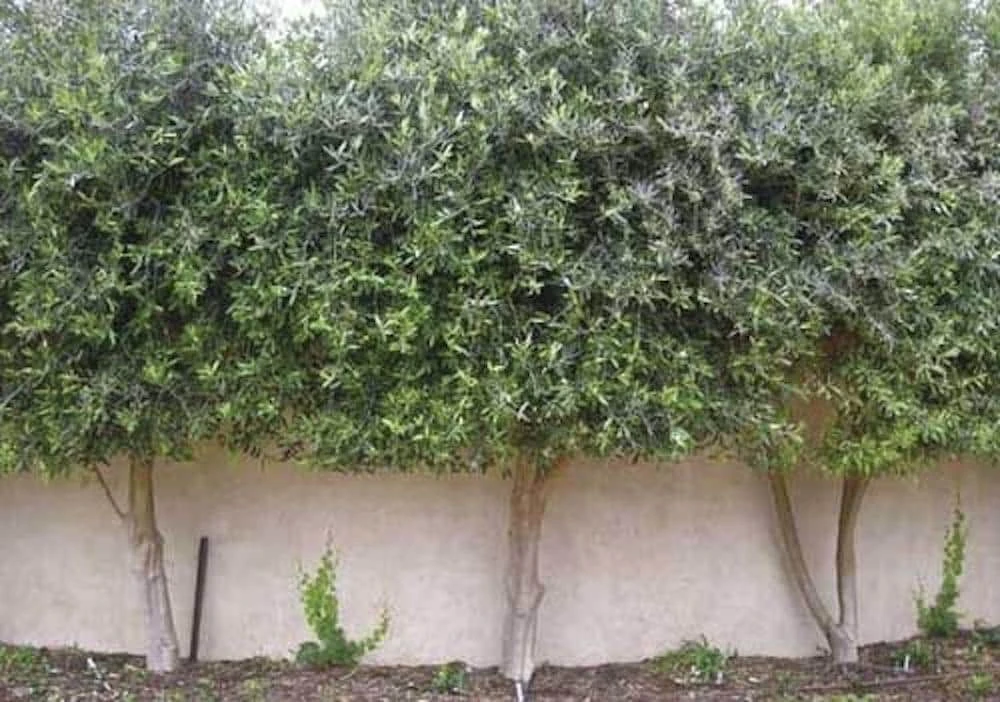 Chemlali Olive Tree Starter Plug - Olea europaea 'Chemlali' Live Plant - Image 4
