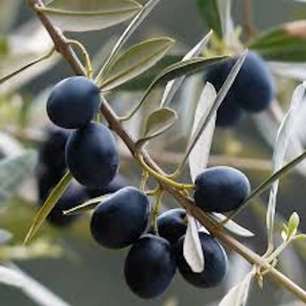Chemlali Olive Tree Starter Plug - Olea europaea 'Chemlali' Live Plant - Image 5