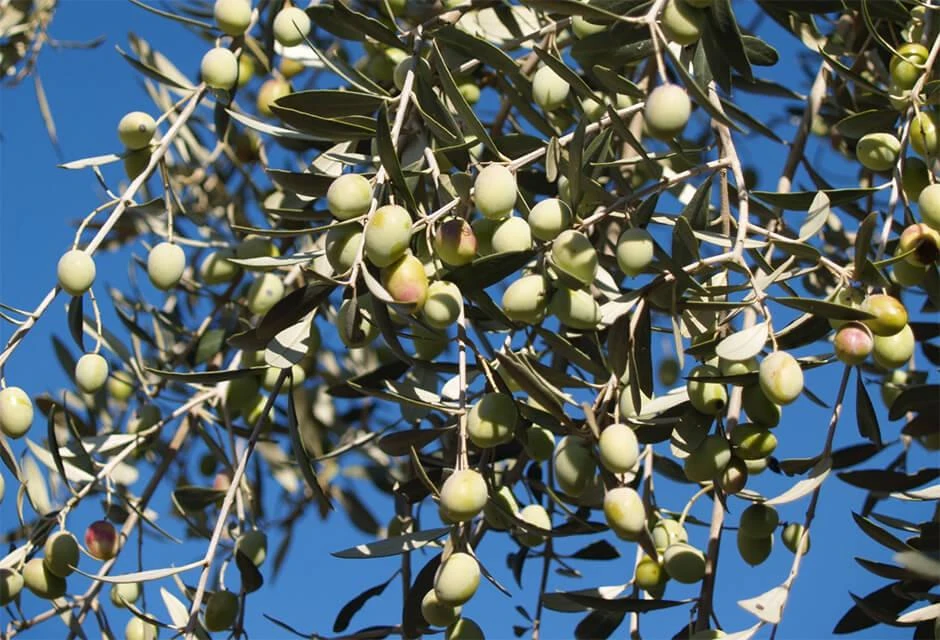 Chemlali Olive Tree Starter Plug - Olea europaea 'Chemlali' Live Plant - Image 6