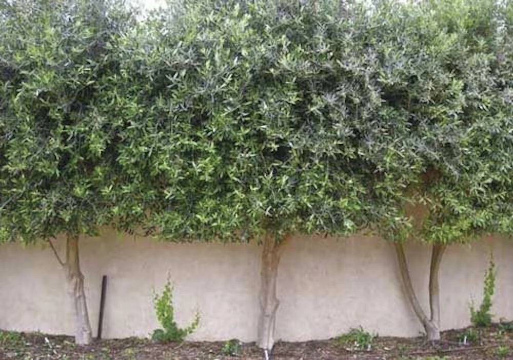Chemlali Olive Tree Starter Plug - Olea europaea 'Chemlali' Live Plant - Image 8