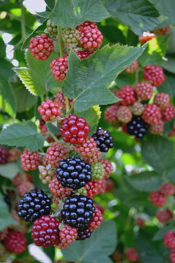 Chester Thornless Blackberry Live Plant - 10 Starter Plugs - Hardy Berry Bush - Image 1