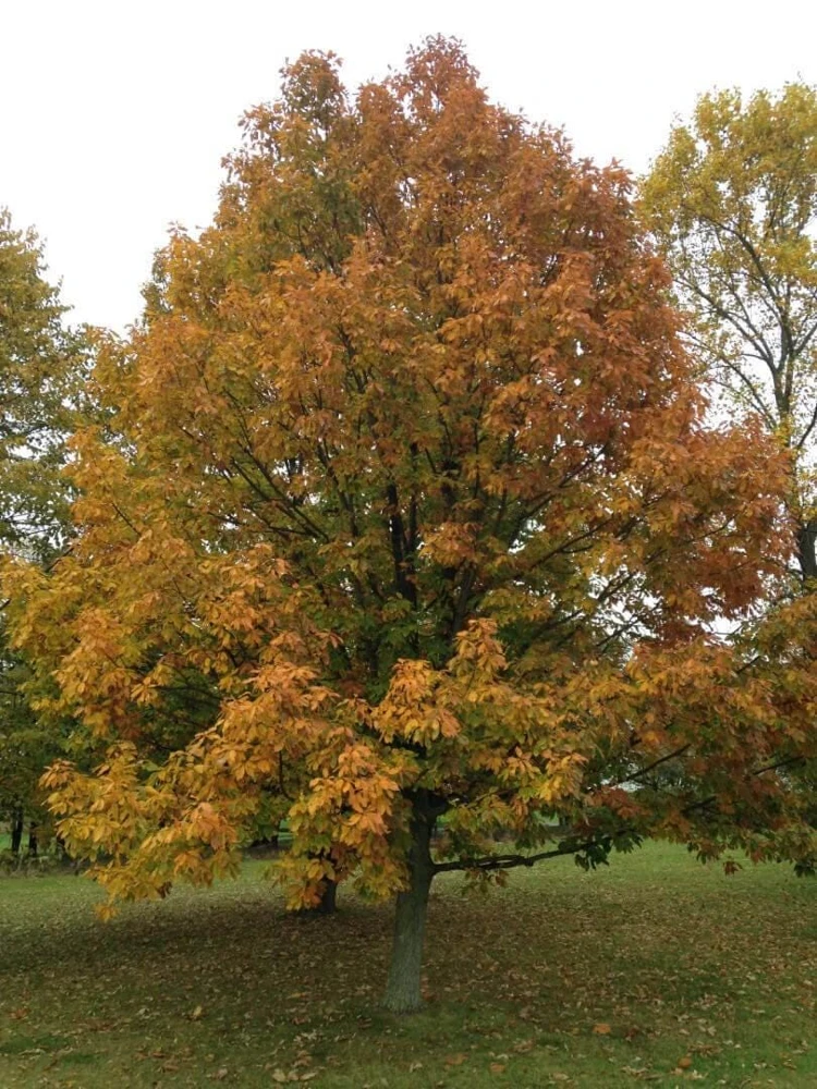 Chestnut Oak Tree Live Plant โ 12-24 Inch Quercus montana Starter Quart Pot - Image 3