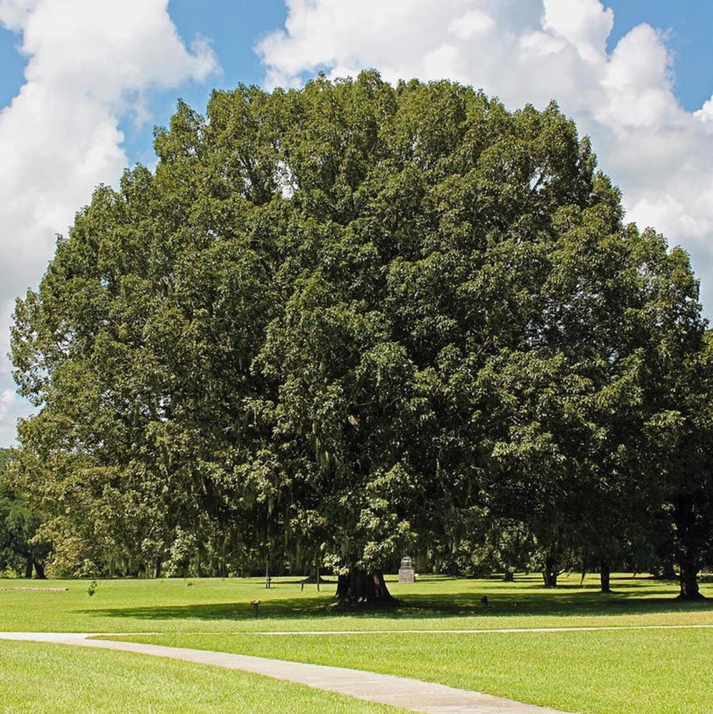 Chestnut Oak Tree Live Plant โ 12-24 Inch Quercus montana Starter Quart Pot - Image 6
