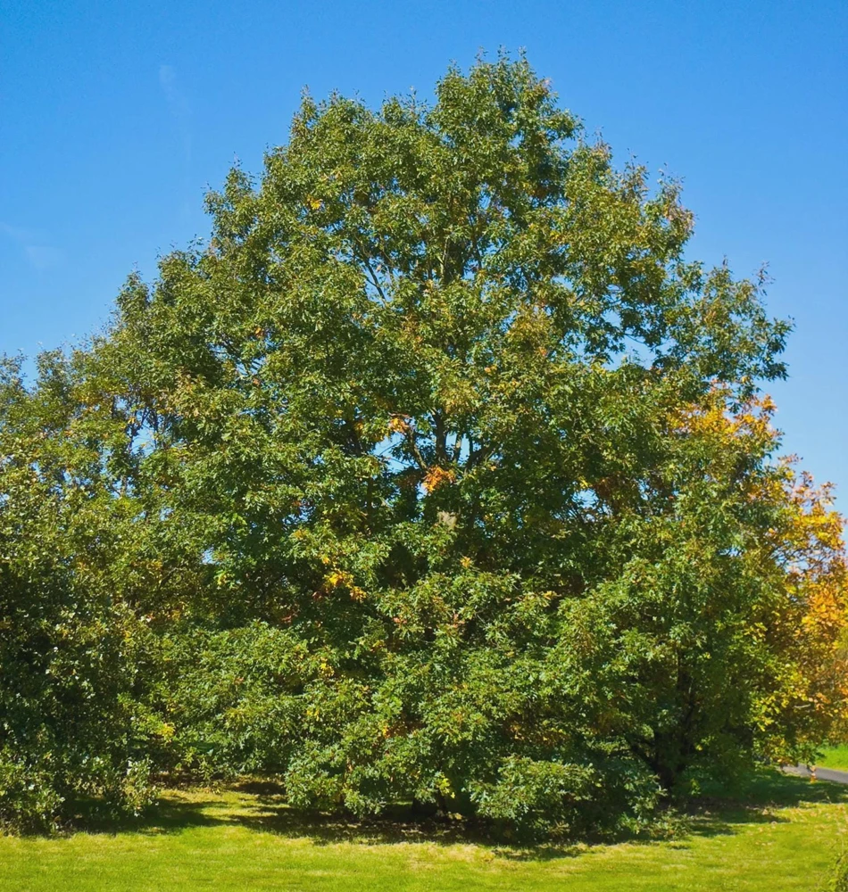 Chestnut Oak Tree Live Plant โ 12-24 Inch Quercus montana Starter Quart Pot - Image 8