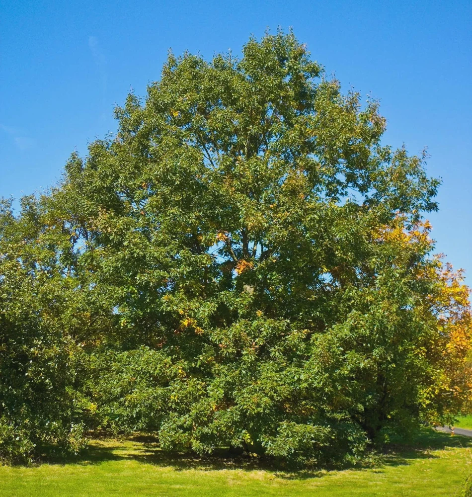 Chestnut Oak Tree Live Plant 12-24" Tall - Quercus montana Starter Quart Pot - Image 4