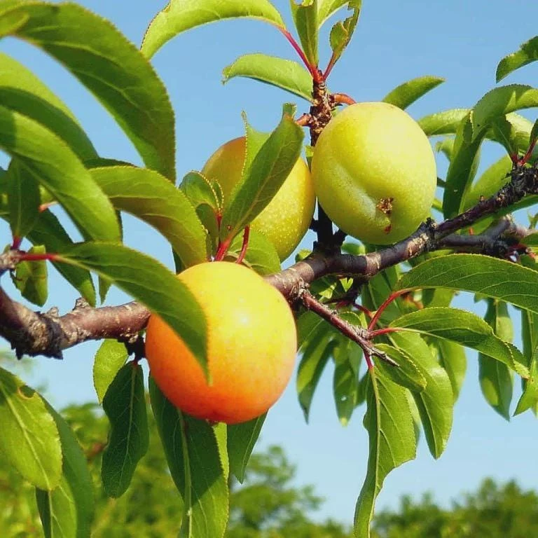 Chickasaw Plum Tree Starter Plant - 12-24" Tall (Quart Pot) - Prunus angustifolia - Image 1