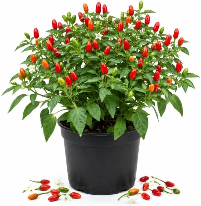 Chile Pequin Pepper Plant Live - Red Chili Seedling 3-6 Inch Tall for Garden - Image 1